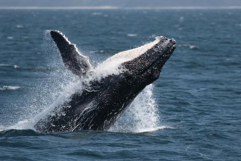 Jervis Bay Whale Watching Tour - Great Ocean Road Tourism 10