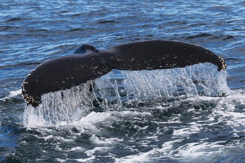 Jervis Bay Whale Watching Tour - Great Ocean Road Tourism 6