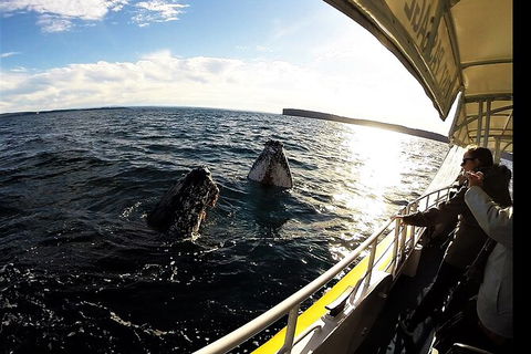 Jervis Bay Whale Watching Tour - Great Ocean Road Tourism 3