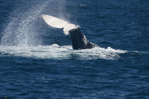 Jervis Bay Whale Watching Tour - Great Ocean Road Tourism 11