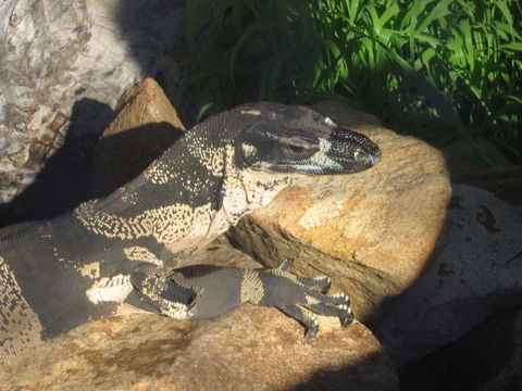 Armadale Reptile Centre - Great Ocean Road Tourism 0