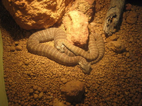 Armadale Reptile Centre - Great Ocean Road Tourism 1