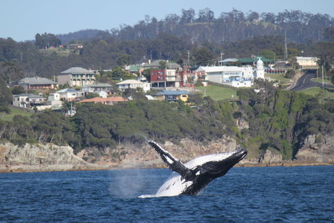 Eden - Great Ocean Road Tourism 2