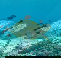 Flinders Reef Dive Site - Great Ocean Road Tourism