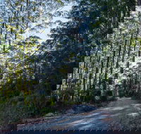Hastings Forest Way Touring Route - Great Ocean Road Tourism
