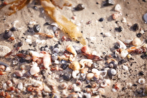 Mushroom Reef Beach - Great Ocean Road Tourism 1