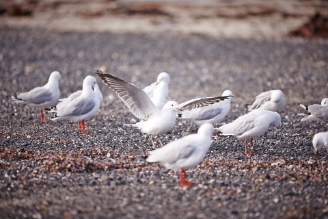 Mushroom Reef Beach - Great Ocean Road Tourism 2