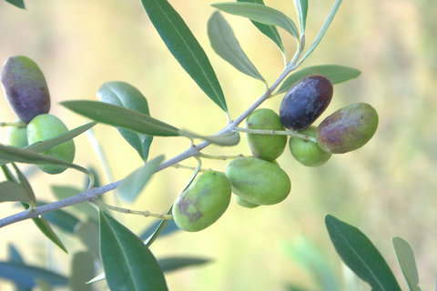 Olives Of Beaulieu - Great Ocean Road Tourism 2