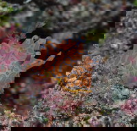 Pelorus and Orpheus Islands - Great Ocean Road Tourism