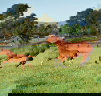 Scone - Great Ocean Road Tourism