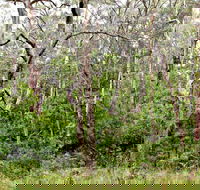 Scutts Hut Trail - Great Ocean Road Tourism