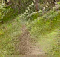 Three Views walking track - Great Ocean Road Tourism