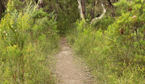 Three Views Walking Track - Great Ocean Road Tourism 0