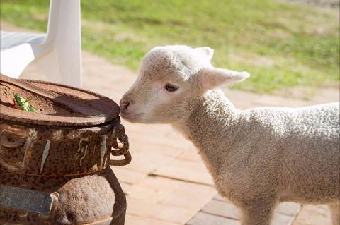 White Ridge Farm - Great Ocean Road Tourism 2