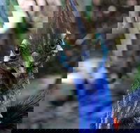 Wildlife Habitat - Great Ocean Road Tourism