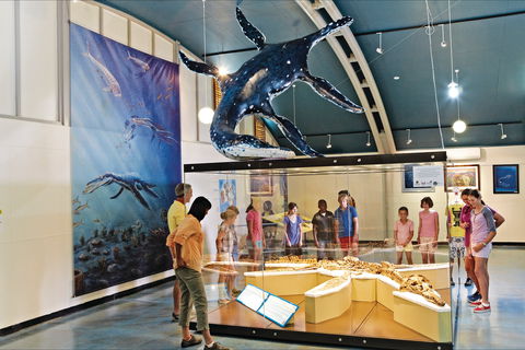 Australian Dinosaur Trail - Great Ocean Road Tourism 1