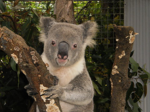 Birdland Animal Park - Great Ocean Road Tourism 0
