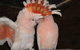 Birdland Animal Park - thumb 1