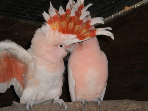 Birdland Animal Park - Great Ocean Road Tourism 1