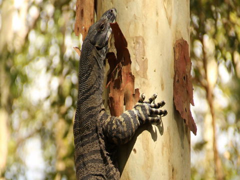 Blue Gum Hills Regional Park - Great Ocean Road Tourism 0