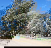 Giant Gum Tree - Great Ocean Road Tourism