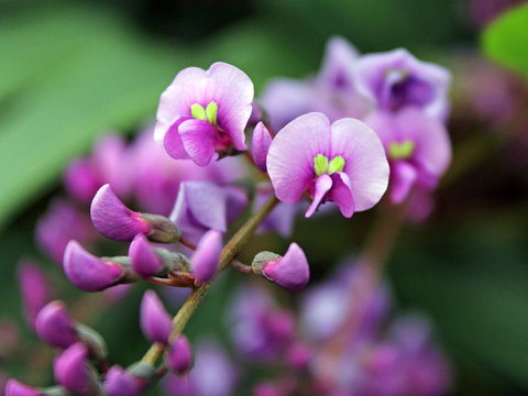 Inverawe Native Gardens - Great Ocean Road Tourism 2