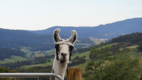 Llama Walks Tasmania - Great Ocean Road Tourism 0
