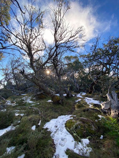 Mount Torbreck Summit Walk - Great Ocean Road Tourism 0
