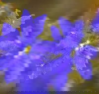 Mount Madden Scenic Drive - Great Ocean Road Tourism