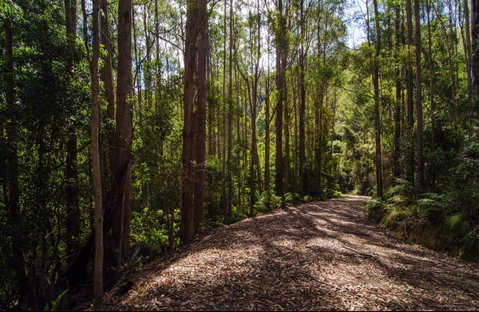 Myrtle Scrub Scenic Drive - Great Ocean Road Tourism 0