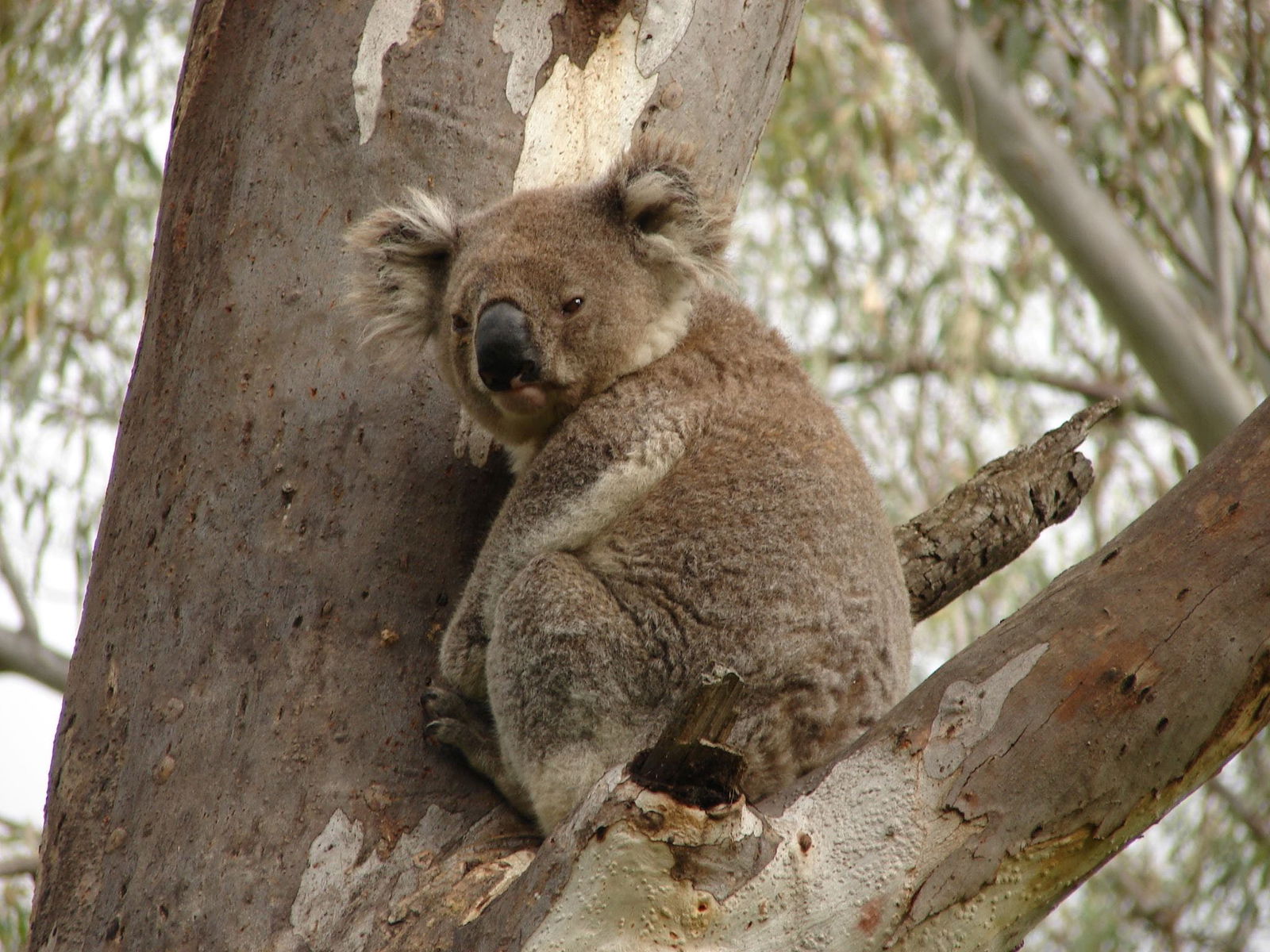 Narrandera NSW Great Ocean Road Tourism