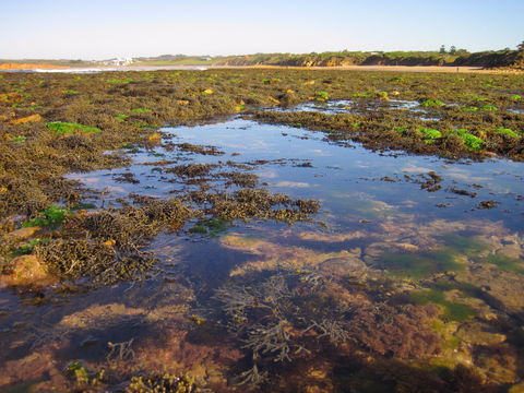Point Danger Marine Sanctuary - Great Ocean Road Tourism 0