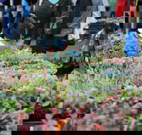 Portsea Market - Great Ocean Road Tourism