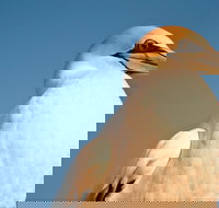 Port Phillip Heads Marine National Park - Great Ocean Road Tourism