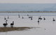 Port Phillip Heads Marine National Park - thumb 2