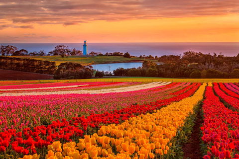 Table Cape - Great Ocean Road Tourism 0