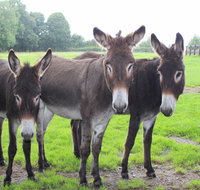 The Good Samaritan Donkey Sanctuary