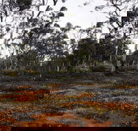 Woylie Walk Dryandra Woodland - Great Ocean Road Tourism