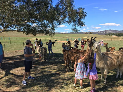 Alpaca Magic Stud - Great Ocean Road Tourism 0