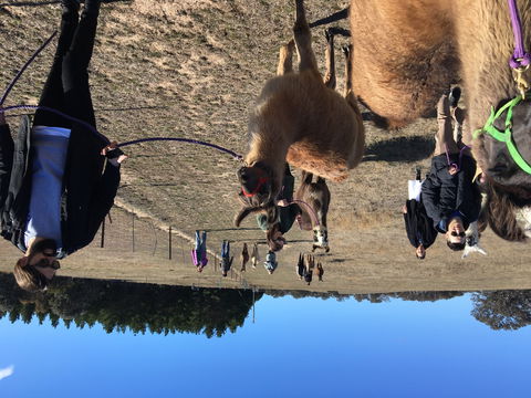Alpaca Magic Stud - Great Ocean Road Tourism 1