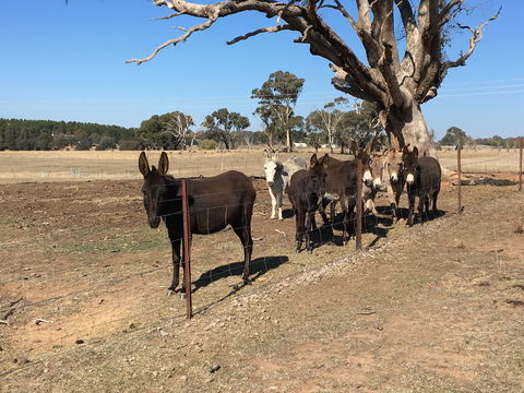 Alpaca Magic Stud - Great Ocean Road Tourism 2