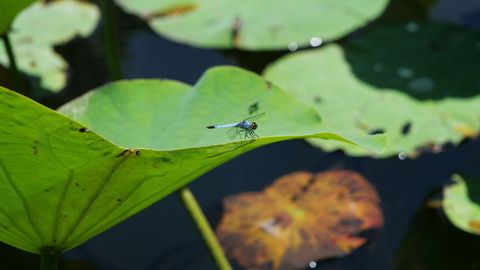 Anderson Park Botanic Gardens - Great Ocean Road Tourism 1