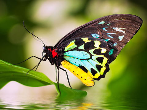 Australian Butterfly Sanctuary - Great Ocean Road Tourism 1