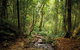 Bunya Mountains National Park - thumb 1