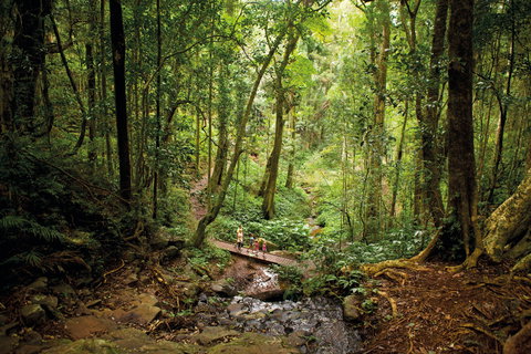 Bunya Mountains National Park - Great Ocean Road Tourism 1