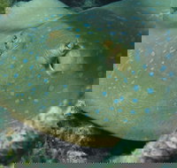 Fitzroy Island Dive Site - Great Ocean Road Tourism