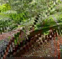 Goodenia Rainforest Walking Track - Great Ocean Road Tourism