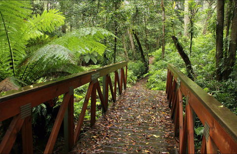 Goodenia Rainforest Walking Track - Great Ocean Road Tourism 0