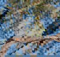 Greenough River Nature Trail - Great Ocean Road Tourism