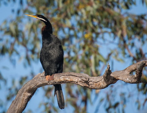 Greenough River Nature Trail - Great Ocean Road Tourism 0